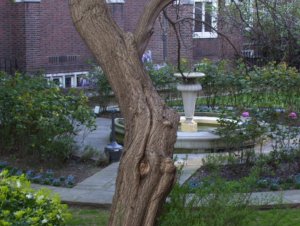 The Fountain